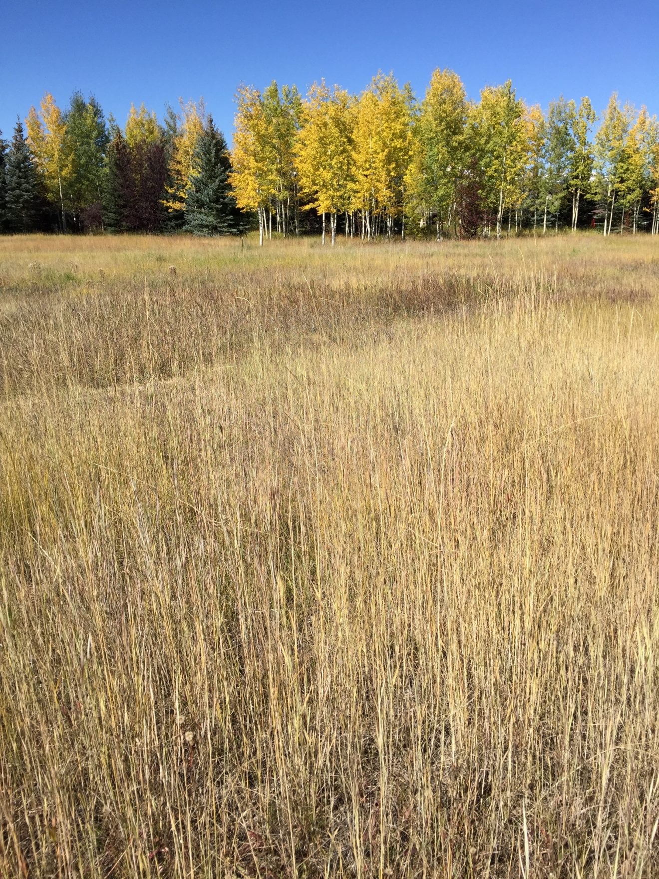 Aspens and Meadow