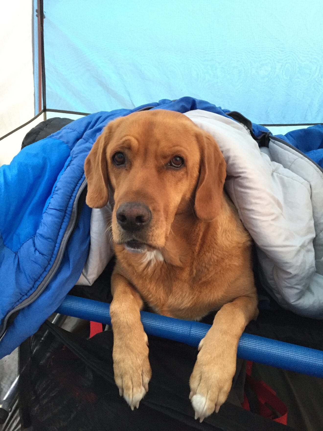 camping in the Gros Ventre aug 2020